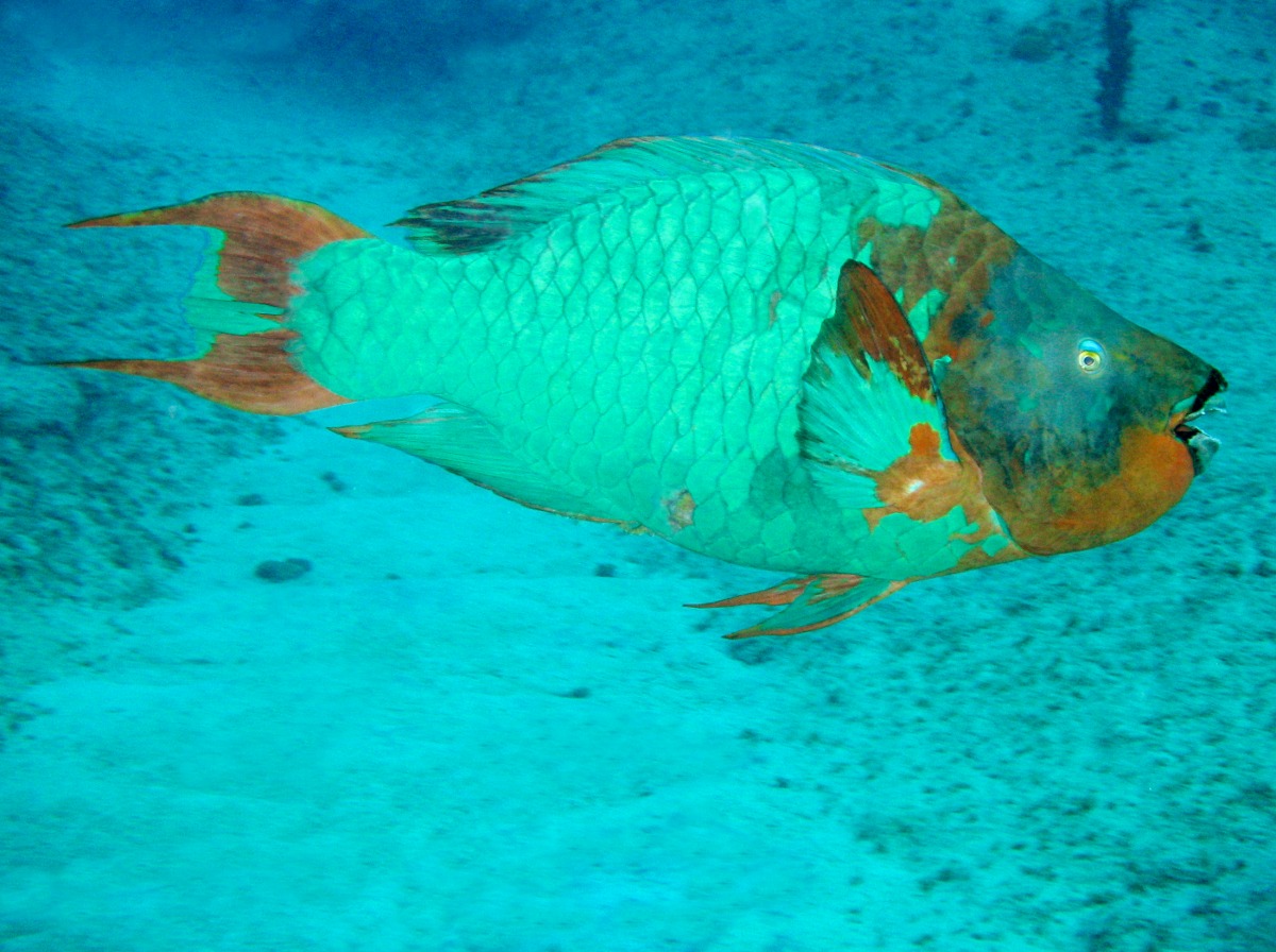 Rainbow Parrotfish